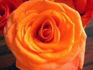 rose as symbol in jungian psychotherapy
