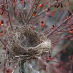 Dealing with Empty Nest Syndrome : A Very Major Life Transition!