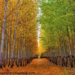 Going Through Changes: The Stress of Fall Transitions